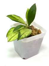Load image into Gallery viewer, Hoya Walliniana Variegated