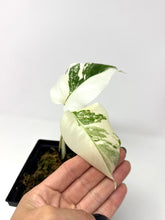 Load image into Gallery viewer, Monstera Deliciosa Albo Variegated E