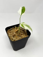 Load image into Gallery viewer, Monstera Deliciosa Albo Variegated A (juvenile)