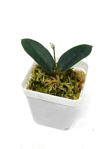 Hoya Patella Pink