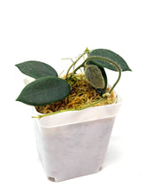 Load image into Gallery viewer, Hoya Thomsonii