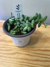 Load image into Gallery viewer, 58. Sedum Morganianum ‘Burro’s Tail’