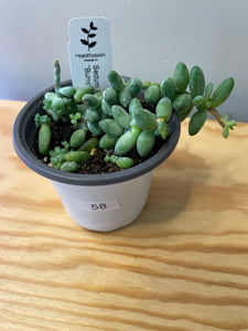 58. Sedum Morganianum ‘Burro’s Tail’