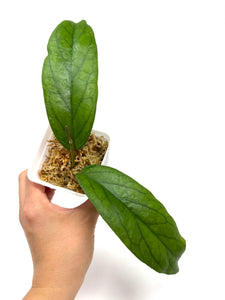 Hoya Golden Eye