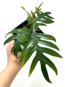 Philodendron Mayoi