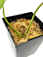 Load image into Gallery viewer, Philodendron Gloriosum Variegated D