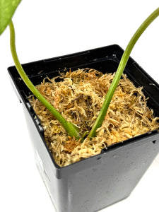 Philodendron Gloriosum Variegated D
