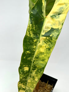 Philodendron Billietiae Variegated C