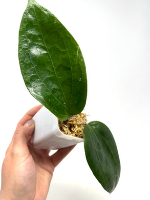 Hoya Glabra Schlecter