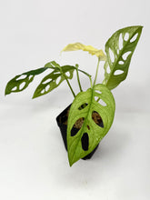 Load image into Gallery viewer, Monstera Adansonii Variegated G