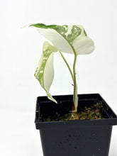 Load image into Gallery viewer, Monstera Deliciosa Albo Variegated E