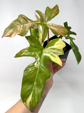 Load image into Gallery viewer, Philodendron Florida Beauty x Mayoi