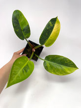 Load image into Gallery viewer, Philodendron Green Congo Variegated