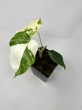 Load image into Gallery viewer, Monstera Deliciosa Albo Variegated C