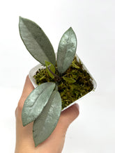 Load image into Gallery viewer, Hoya Wilbur Graves Silver C