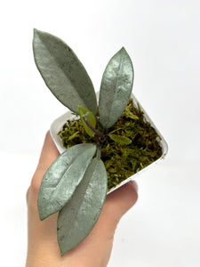 Hoya Wilbur Graves Silver C