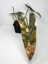 Load image into Gallery viewer, Philodendron Billietiae Variegated A