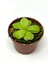Load image into Gallery viewer, Pinguicula Gigantea ‘Giant Butterwort’