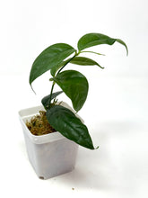 Load image into Gallery viewer, Hoya Campanulata