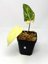 Load image into Gallery viewer, Philodendron Gloriosum Variegated F