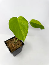 Load image into Gallery viewer, Monstera Deliciosa Aurea Variegated