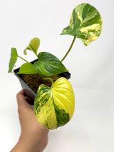 Load image into Gallery viewer, Homalomena Rubescens Variegated A