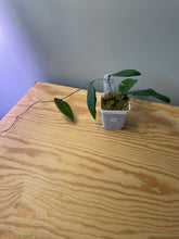 Load image into Gallery viewer, 13. Hoya Finlaysonii cv. Philip