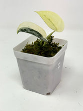 Load image into Gallery viewer, Scindapsus Mayari Variegated G