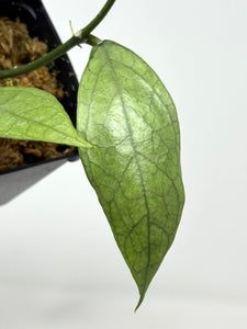 Hoya Germany Silver D