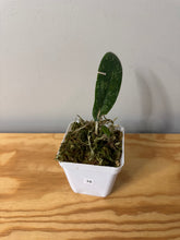 Load image into Gallery viewer, 16. Hoya Blessing