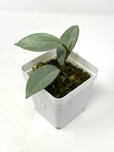 Hoya Wilbur Graves Silver D
