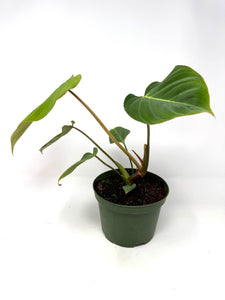 Philodendron Gloriosum