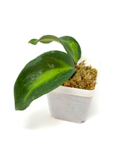 Load image into Gallery viewer, Hoya Latifolia ‘Bai Bua’