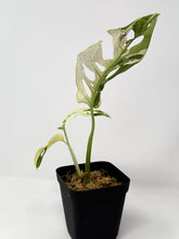 Load image into Gallery viewer, Monstera Adansonii Variegated H