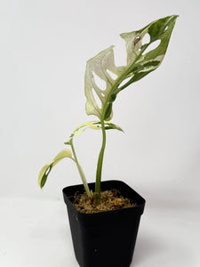 Monstera Adansonii Variegated H