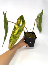 Load image into Gallery viewer, Philodendron Billietiae Variegated A