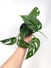 Load image into Gallery viewer, Monstera Adansonii