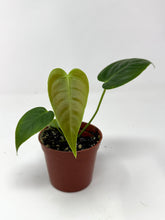 Load image into Gallery viewer, Anthurium Veitchii