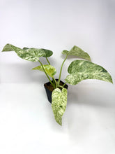 Load image into Gallery viewer, Philodendron Giganteum Blizzard