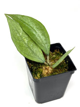 Load image into Gallery viewer, Hoya Germany Silver D