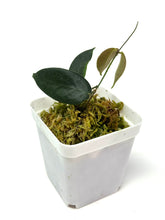 Load image into Gallery viewer, Hoya Patella Pink