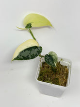 Load image into Gallery viewer, Scindapsus Mayari Variegated