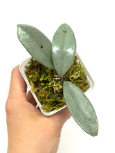 Load image into Gallery viewer, Hoya Wilbur Graves Silver F