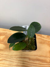 Load image into Gallery viewer, 18. Hoya Australis