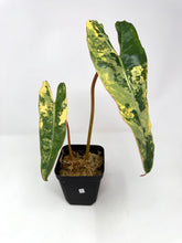 Load image into Gallery viewer, Philodendron Billietiae Variegated D