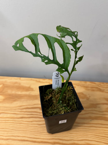 111. Monstera Obliqua