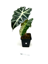 Load image into Gallery viewer, Alocasia Amazonica Variegated A