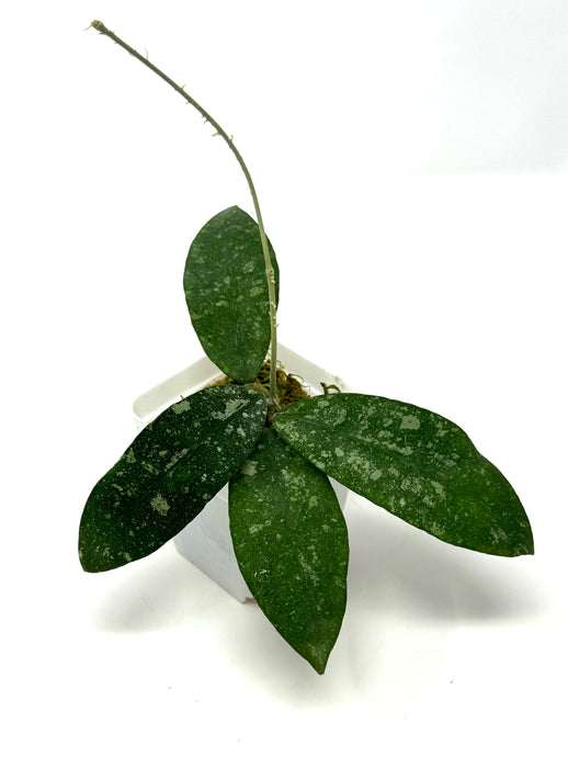 Hoya Polypus Splash