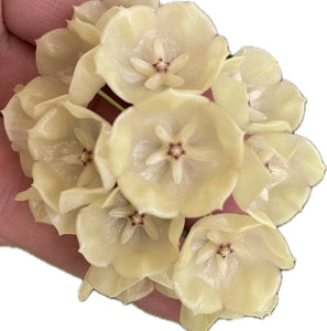 Hoya Campanulata