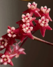 Load image into Gallery viewer, Hoya Kaikoena